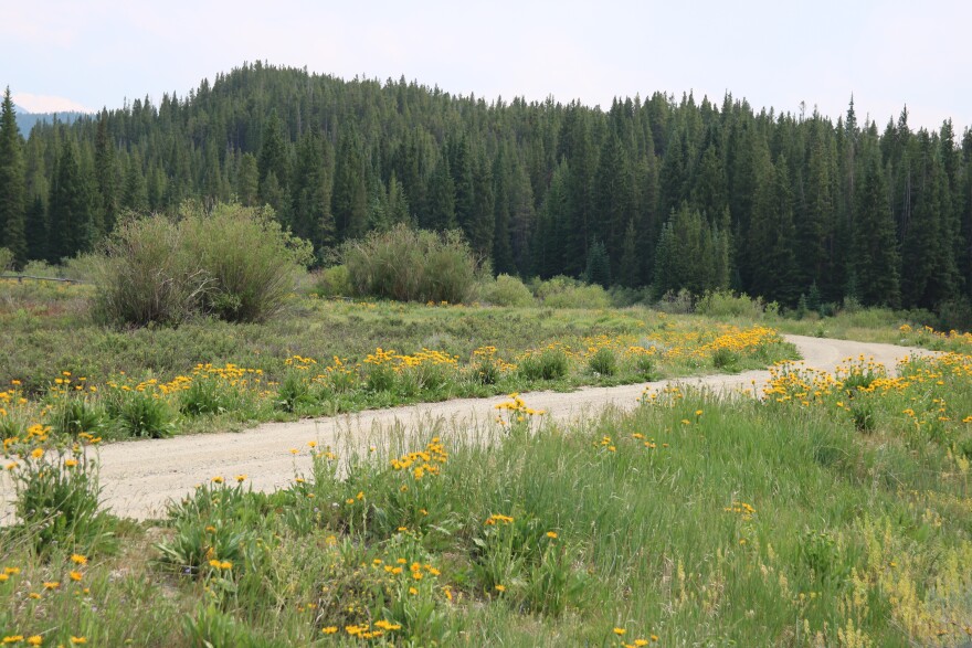 Yellow flowers line a dirt trail. There are pine trees and a mountain range in the background.