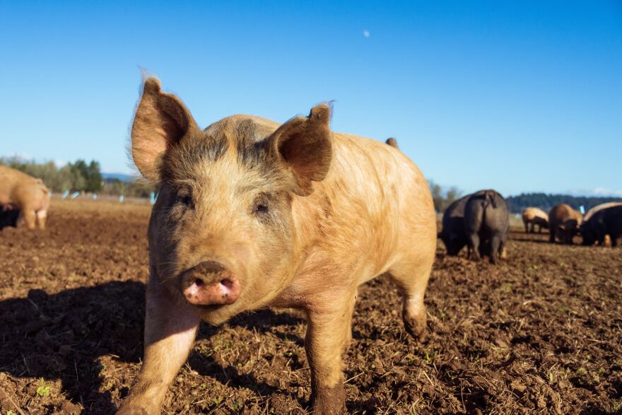 Among other things, Proposition 12, requires at least 24 square feet of space per breeding pig in order for their pork meat to be sold in California.