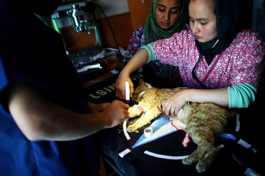Dr. Abdullah Hadi (left) and Dr. Mahalia (right) prepare to operate on an injured stray cat in the medical facility of Nowzad Dogs.