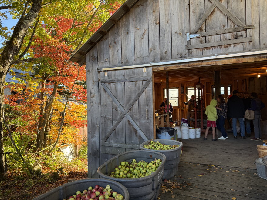 Apples outside a barn with fall foliage to left