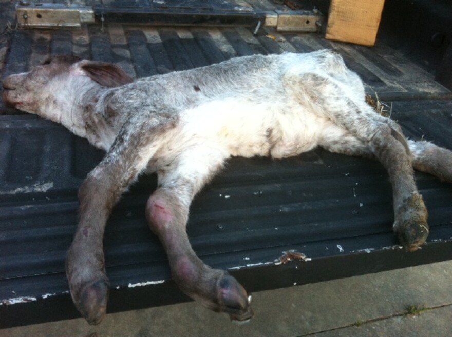 A calf alleged to have died along with other cattle after being poisoned by drinking a salty oil field waste product that was released onto a farm in Louisiana by an oil company operating nearby.  "They drank a bunch of it and it just emaciated and destroyed them," said attorney Mike Veron. 