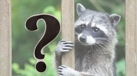 Questions mark in foreground of an image of a raccoon holding onto a porch post