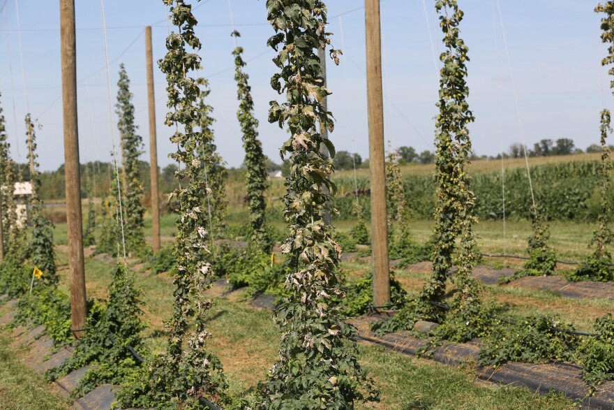 Hops growing in a test plot near Bradford, MO.