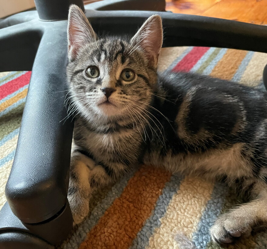 Cat on a rug.