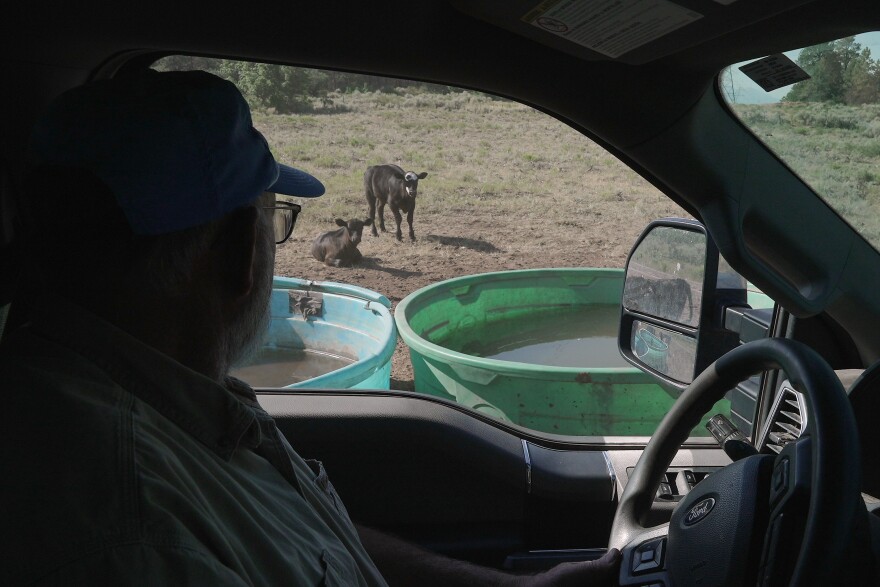Scott Snyder checks to see how much water his cows have, July 16, 2026 near Montrose, Colo.