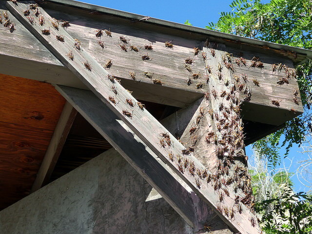 Mormon crickets crawl on a structure.