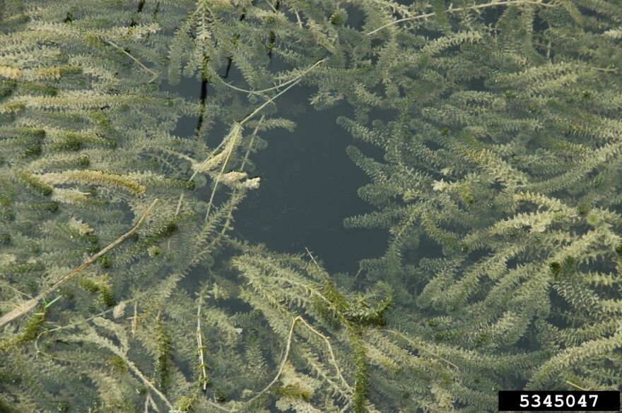 A green, spindly aquatic weed