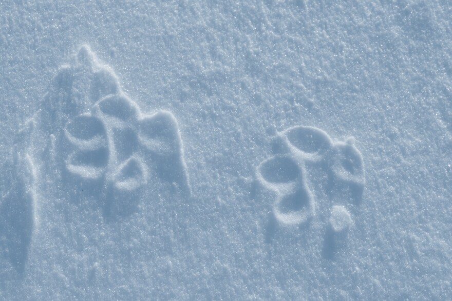 Wolf prints in the snow.