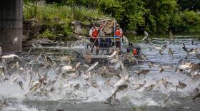 Asian carp have been slowly migrating into Tennessee's rivers over the past few decades.