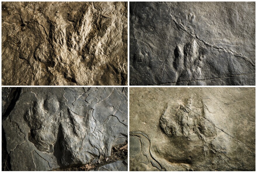 dinosaur_tracks.jpg