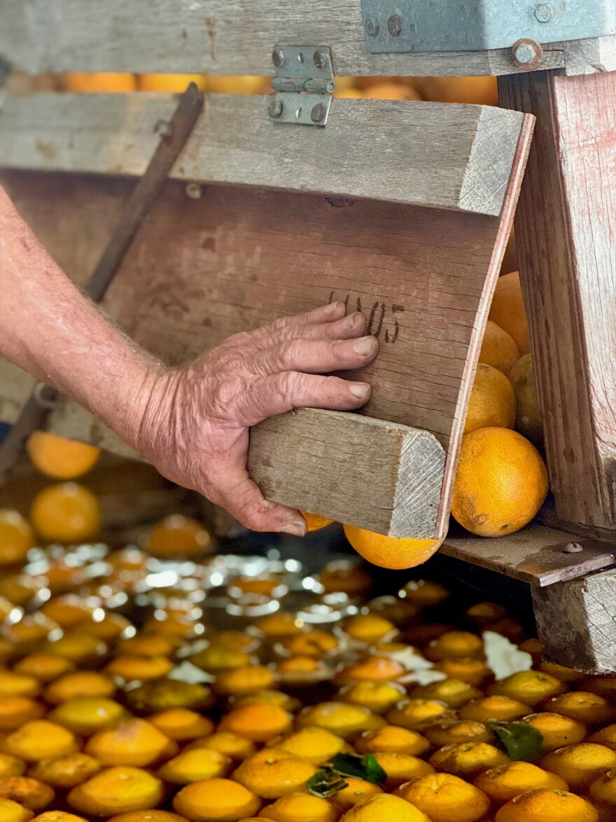 Steve Crump's hand rests on a crate of oranges as they go through his fruit washer. Crump is a fourth generation orange grower in Florida.