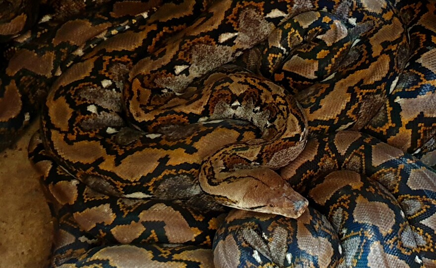 Reticulated pythons are stored in a fire station after being captured. After two weeks, snakes are released into the wild.