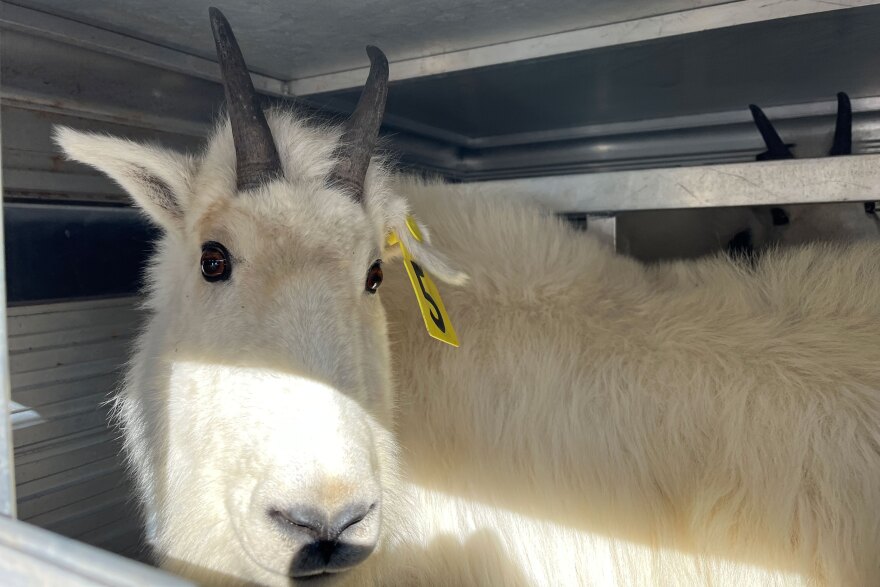 A mountain goat inside a cage before being released on Ben Lomond, Nov. 19, 2024. The goats in this cohort have yellow ear tags.