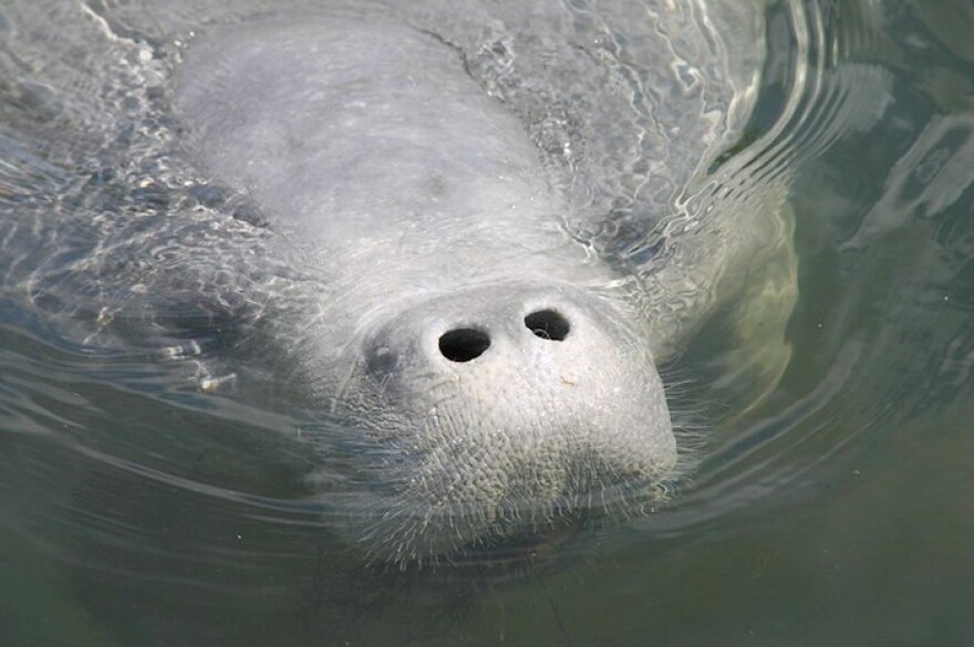 Nose of a manatee popping out of the water