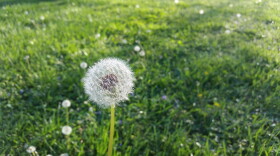 dandelion