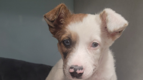 A small white and brown dog.