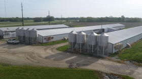 A CAFO off Route 25 in Tippecanoe County