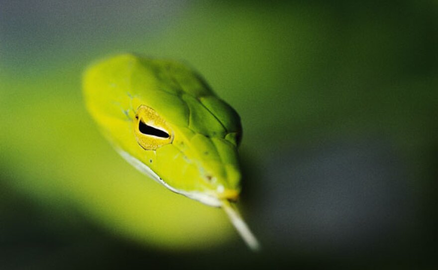 An Asiatic grass-green whipsnake in the Danum Valley, Borneo: These incredibly cautious and well-camouflaged animals are very difficult to spot among the greenery