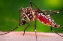 A mosquito, which can transmit West Nile Virus. | Centers for Disease Control and Prevention