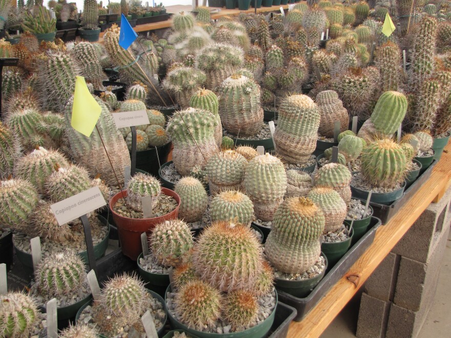 cacti