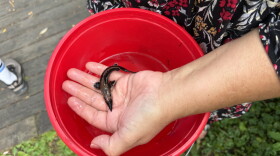 Deanna Waukazoo of the Grand Traverse Band of Ottawa and Chippewa Indians holds a young sturgeon, which was released into the Boardman-Ottaway River this month. (Photo credit: Vivian La/IPR News)