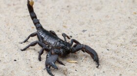 Some animals can detach a tail or a limb along a point of weakness to escape the grasp of a predator.