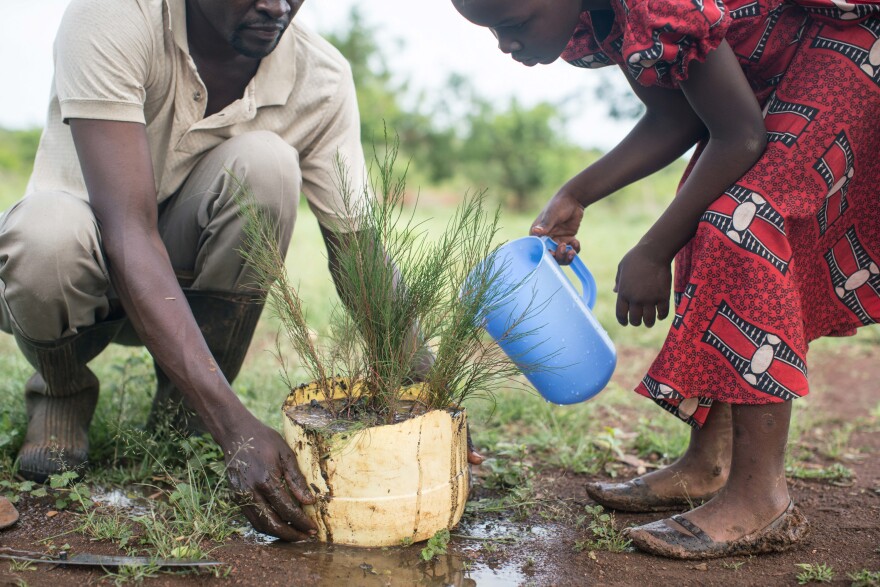 Otieno and his oldest daughter plant one of the cypress saplings. He says he'll designate a different section of the grove for each child to help him tend. "It's going to be like their bank account."