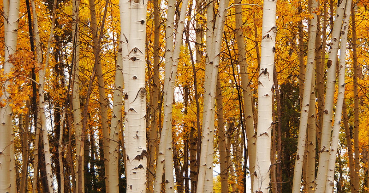 Fall colors are starting in Michigan! How to view foliage across the state