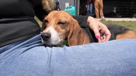 A beagle rescued from Ridglan Farms, which breeded and sold beagles for research purposes. 