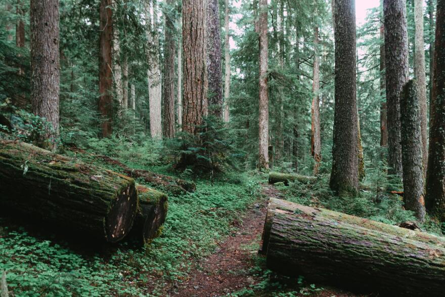 The Mt. Hood National Forest is part of Oregon's federally managed lands.