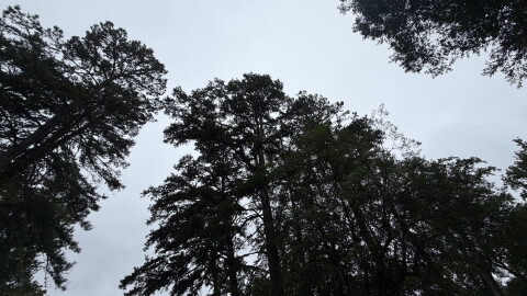 Trees