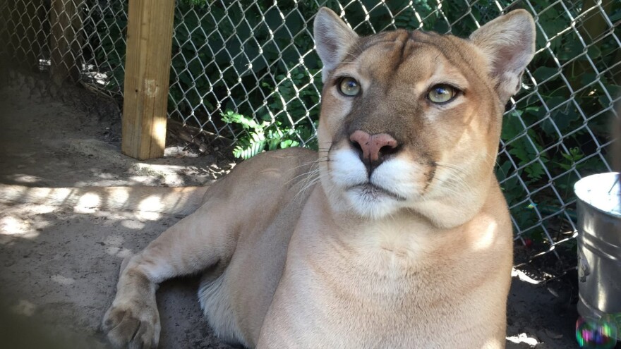 Cimarron the cougar