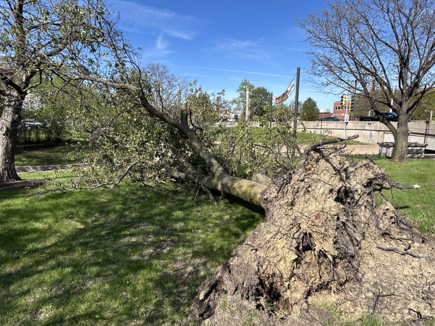 A large tree is on the ground after it has been uprooted by a recent storm. Its roots are sticking out of the base. 