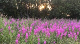 fireweed