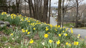 Daffodils.