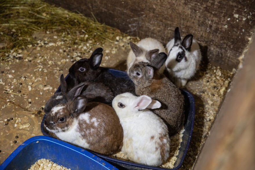 300 animals rescued from cruel living condition on Long Island