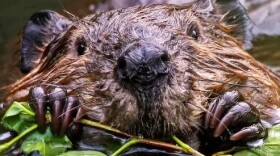 North American beaver