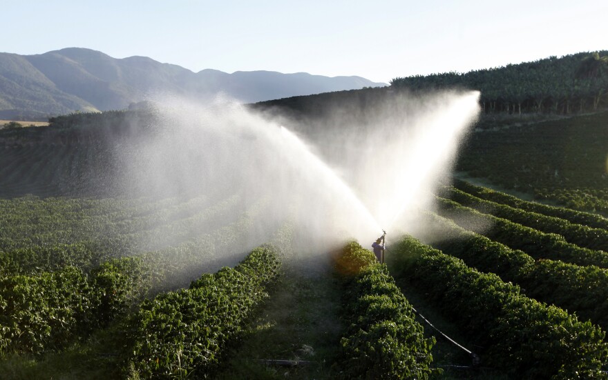 Coffee trees are irrigated in a farm in Santo Antonio do Jardim, Brazil. January was the hottest and driest month on record in much of southeastern Brazil, punishing crops in the country's agricultural heartland and sending commodities prices sharply higher in global markets.