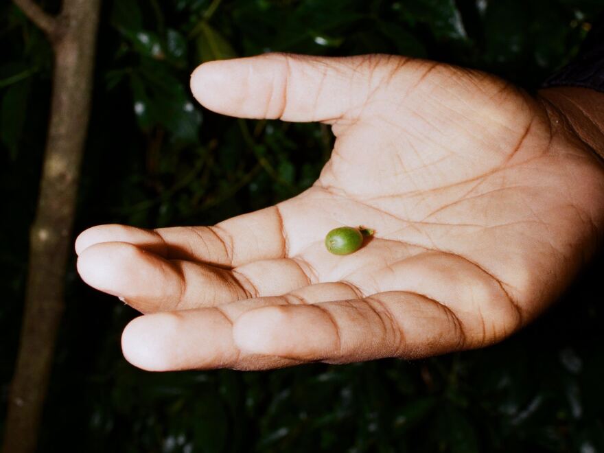 "Coffee nerd, MC and entrepreneur" Bartholomew Jones holds a green, yet-to-be-roasted coffee bean at his North Memphis storefront, Cxffeeblack.