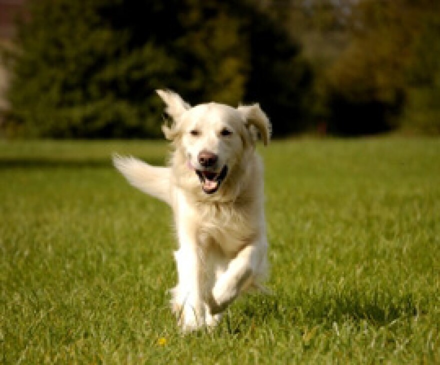 Photo Courtesy of the Humane Society of the United States