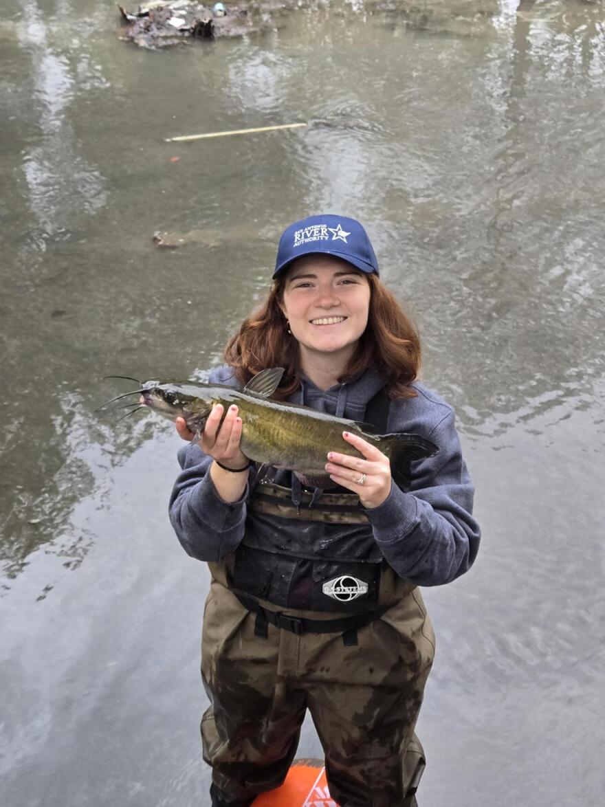 SARA employee holds up a catfish saved during the draining River Walk draining process.