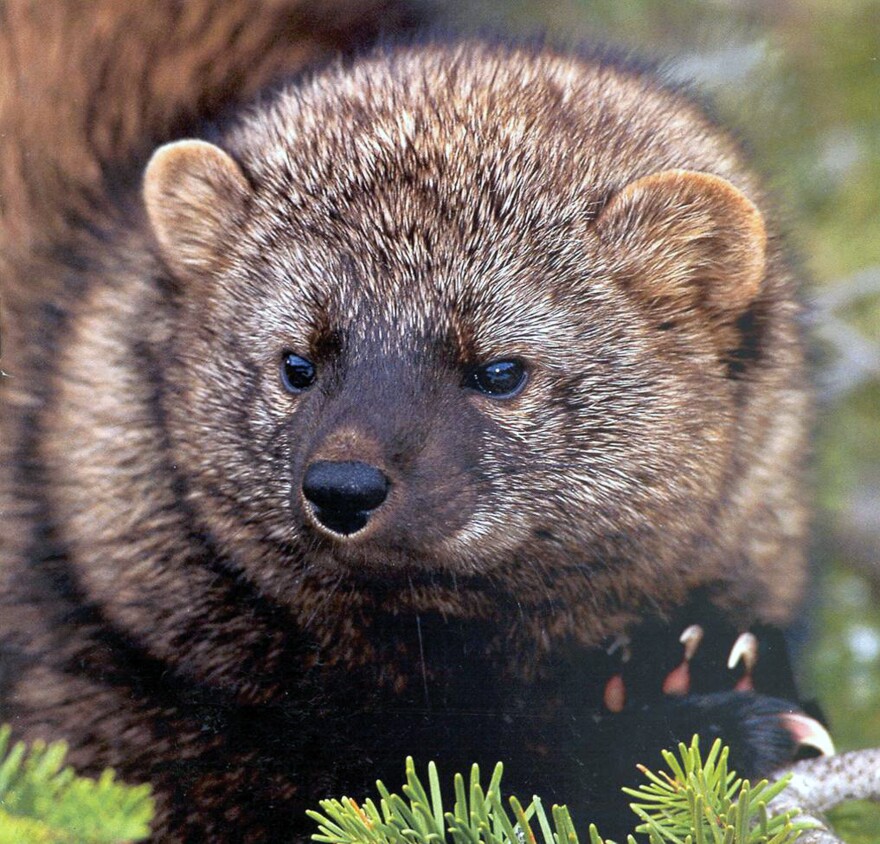 This undated photo provided by the U.S. Fish and Wildlife Service shows a Washington fisher, a small, fanged predator that lives in remote, old-growth forests in the Northern Rockies. The U.S. Fish and Wildlife Service said Monday, Jan. 11, 2016 that it will conduct a 12-month review to determine if the Northern Rockies fisher should be protected under the Endangered Species Act. The agency rejected protections for the cat-like animals in 2011.