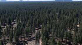A person walks along a dirt road in Deschutes National Forest, May 1, 2025, near Bend, Ore.