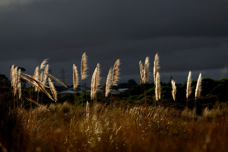 A picture of different tall grasses swaying in the breeze.