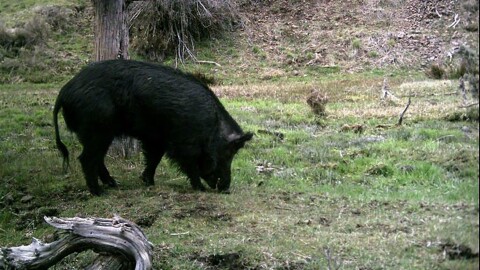 Feral swine will root through farmers fields and along river banks, ruining crops and disturbing salmon spawning grounds.