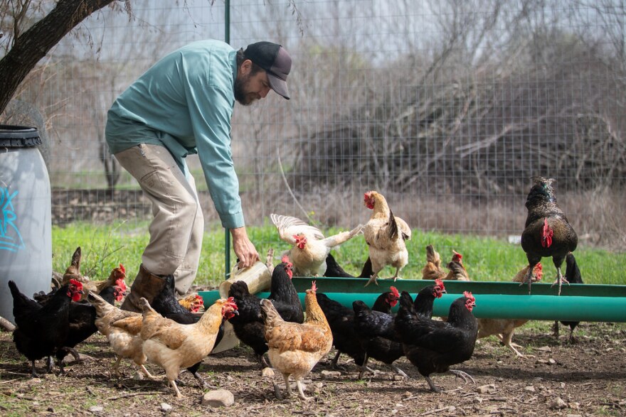 Gabriel Hedrick feeds a flock of chickens at Boxcar Farm and Garden.