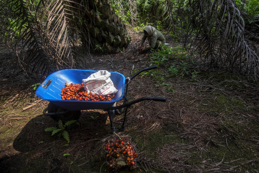 FILE - A woman collects palm kernels from the ground at a palm oil plantation in Sumatra, Indonesia, Wednesday, Feb. 21, 2018. (AP Photo/Binsar Bakkara)