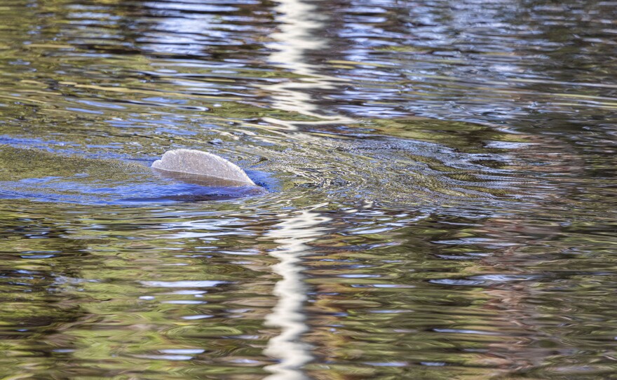 The manatees at Manatee Park in Lee County were very active in the warming waters in the park. 