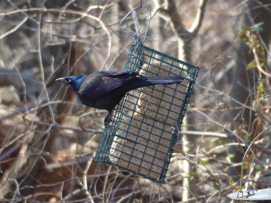 The Brooklyn Bird Club spotted a common grackle perched on a bird feeder on Feb. 16.