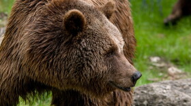 Grizzly bear.